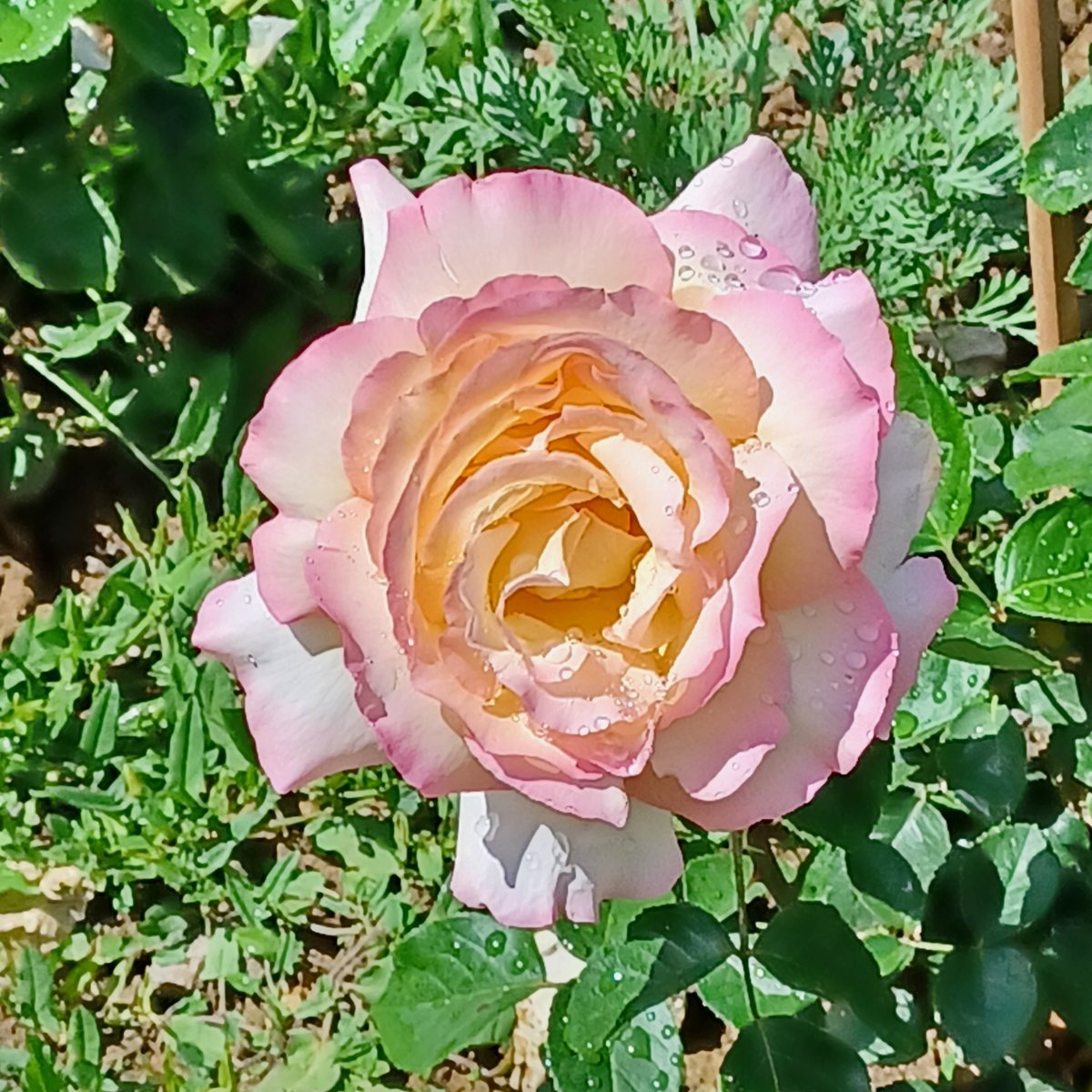 Photo de pétales de rose