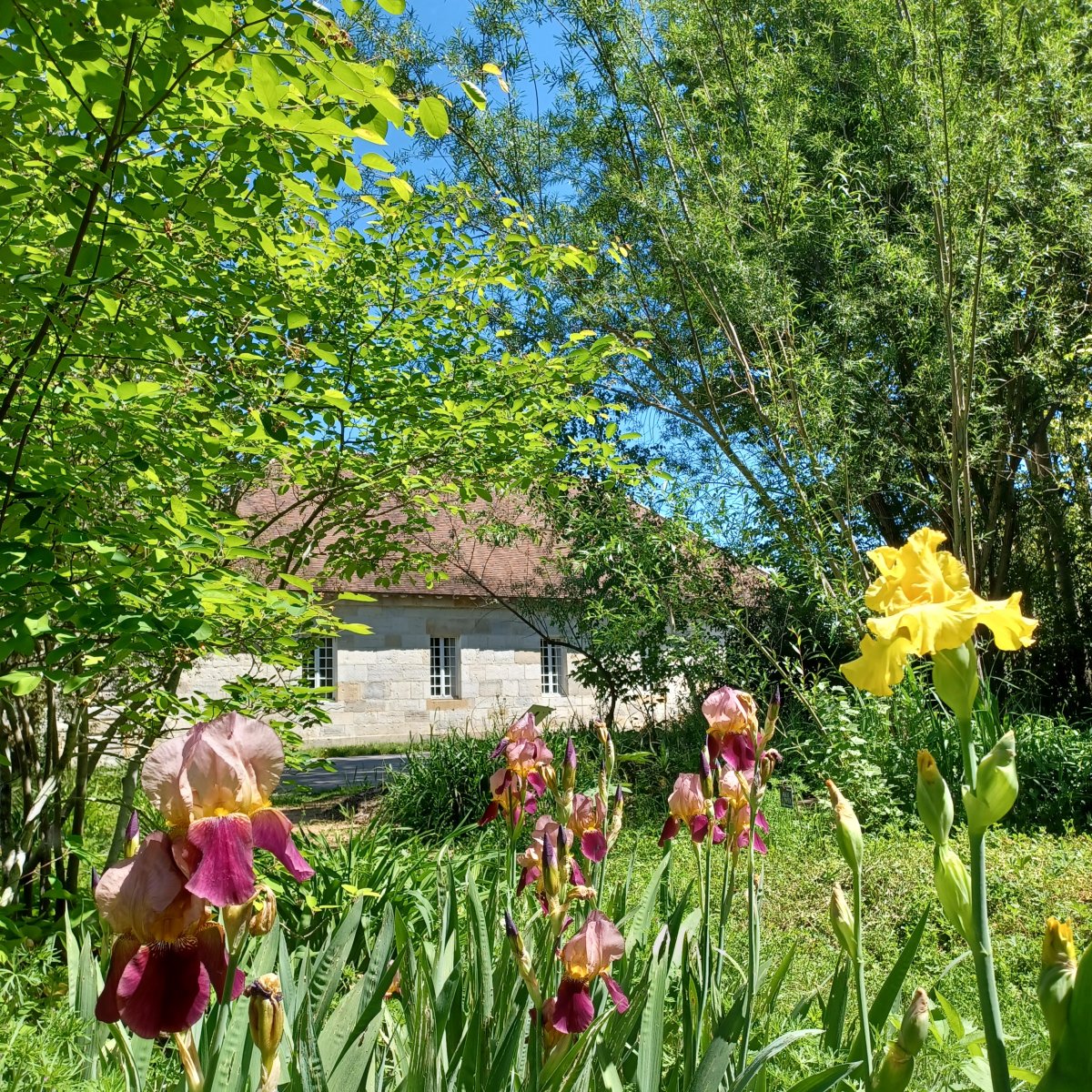 Photo de fleurs et des bâtiments Ouest