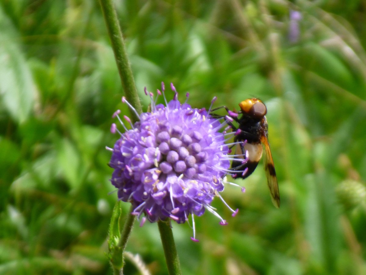 Petite fleur et butineuse en été au Ballon d'Alsace
