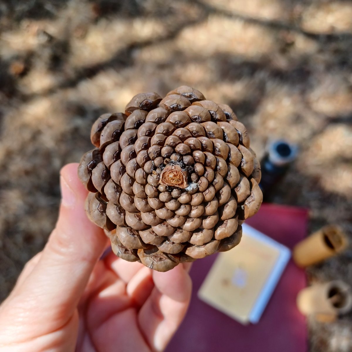 Photo de fougère en spirale